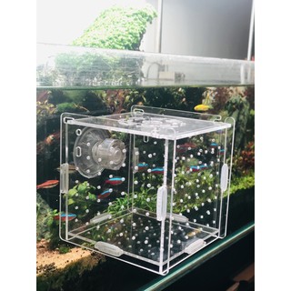 Lồng Dưỡng Cá Tép Mica - Hộp Dưỡng Cá Tép