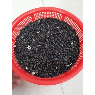 HẠT HOA ĐẬU BIẾC ( 10 hạt)