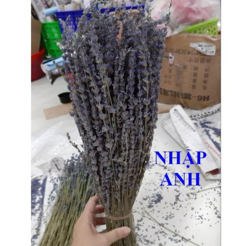 Hoa lavender - hoa oải hương khô 1 bó 5 cành( đọc kỹ thông tin sp)