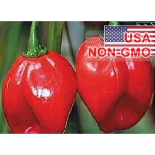 5 Hạt Giống Ớt Siêu Cay Red Habanero (Capsicum chinense) tặng kèm kích mầm