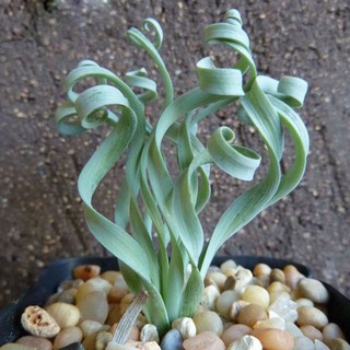 Hạt giống cỏ xoắn ốc