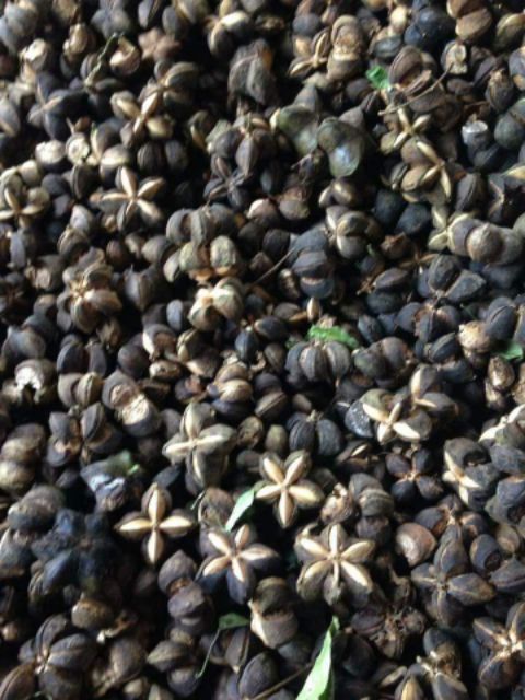 TINH DẦU SACHA INCHI ÉP LẠNH NGUYÊN CHẤT 100%