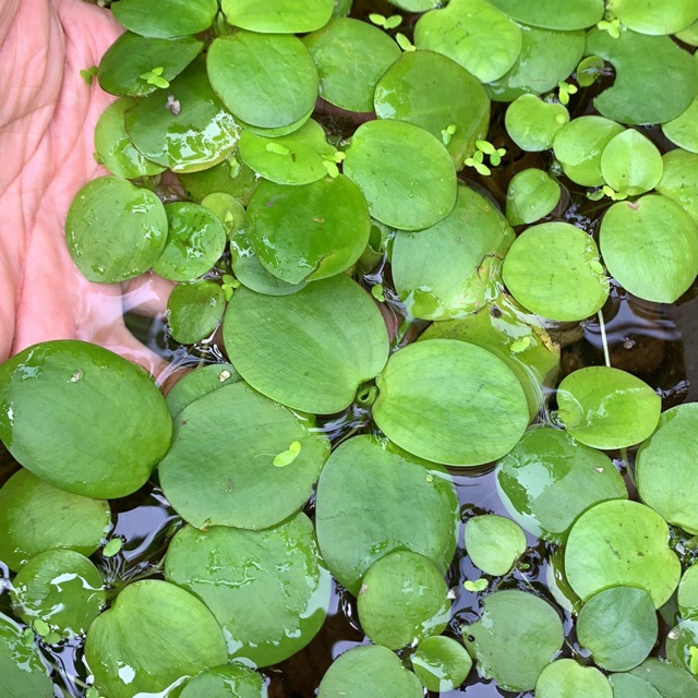 Bèo Nhật 15 Cây To Đẹp