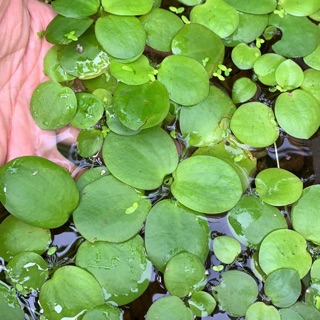 Bèo Nhật 15 Cây To Đẹp