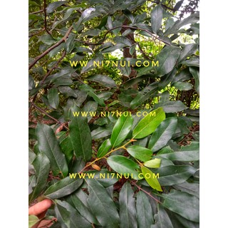 Lá thị  200g - shop Ni Bảy Núi