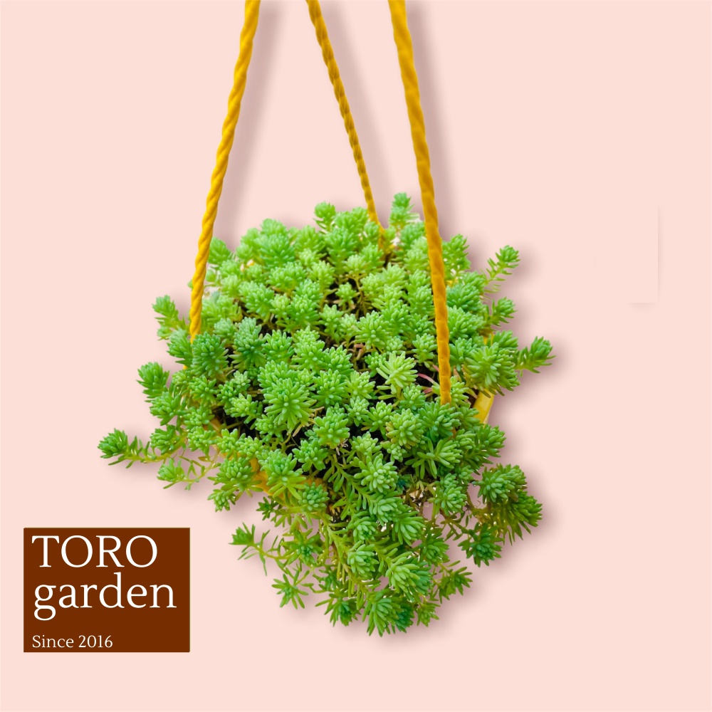 SEN ĐÁ SEDUM CƠM CHẬU TREO ĐÀ LẠT SIZE 9CM, SIÊU CUTE, HƯ 1 ĐỔI 1
