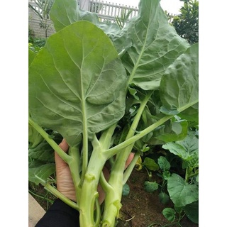HẠT GIỐNG CẢI RỔ( CẢI NGỒNG LÀN)
