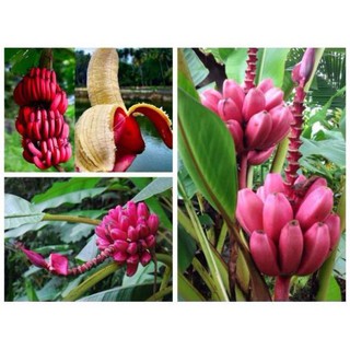 Hạt Giống Chuối Đỏ Dacca - Trồng Kinh Tế .