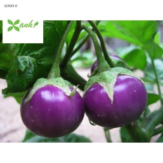 Hạt Giống Cà Pháo Tím 50 HẠT