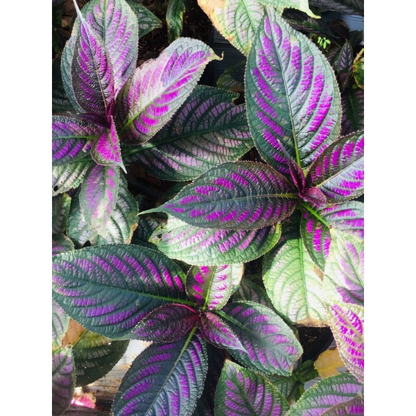 Lá Gấm Dạ quang thái