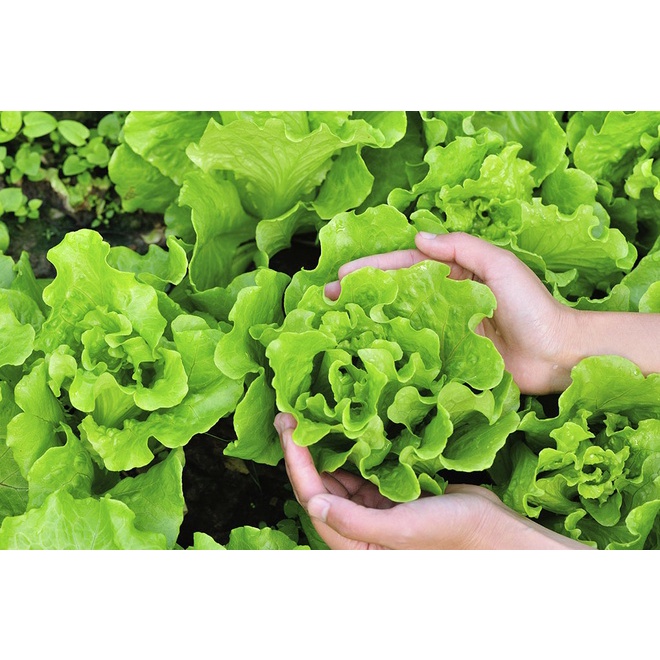 Hạt Giống Xà Lách Búp  Cuộn Tròn Giòn Ngọt Dễ Trồng Việt Xanh