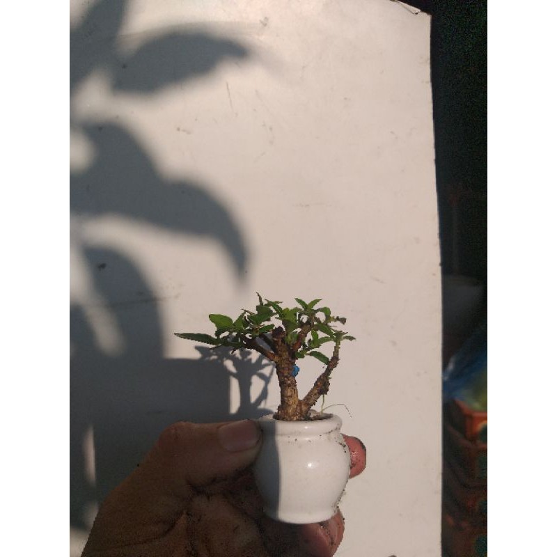 Sam Hương bonsai siêu mini