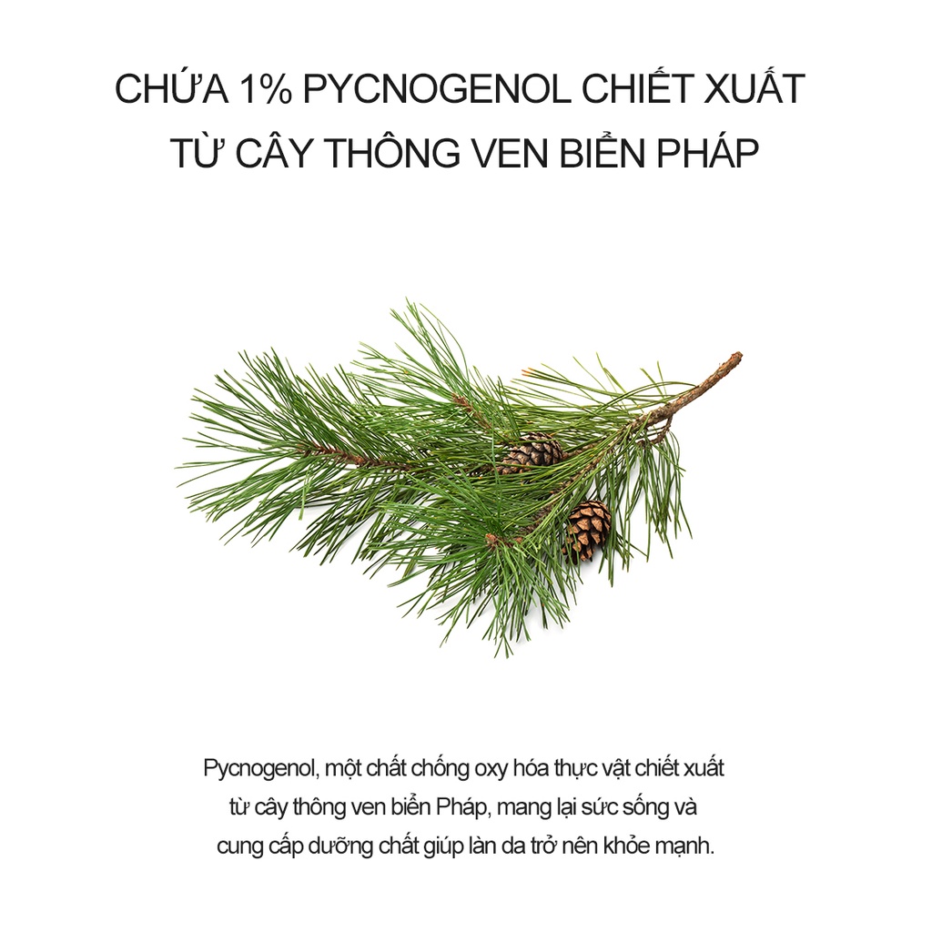 Huyết thanh Derma Factory Pycnogenol 1% Ampoule 10ml