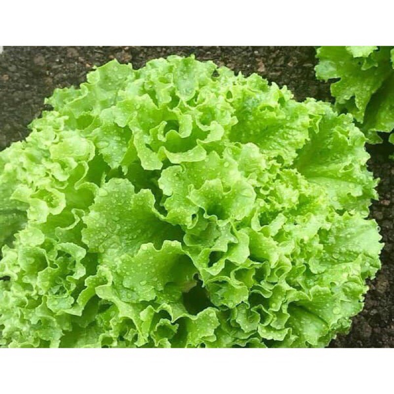 Hạt giống xà lách xoăn cao sản