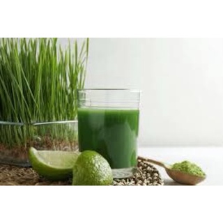 Hạt Lúa mỳ 1kg - giống cỏ lúa mỳ Úc - cỏ Mèo ( Đổi trả khi hạt k lên mầm )