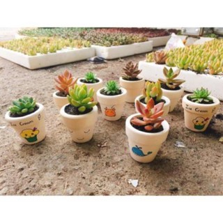 Chậu sen đá mini gốm trắng( cả chậu và cây ) - Hoangoanh0691