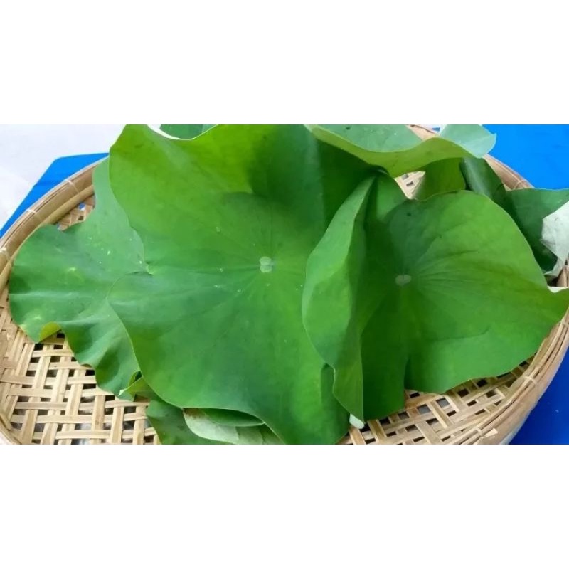 1 kí lá sen tươi