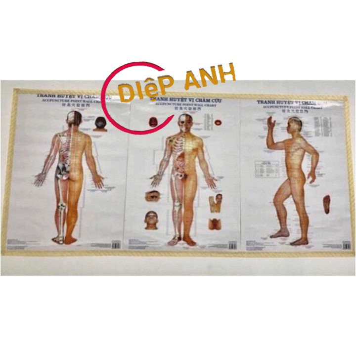 Bộ tranh châm cứu 3 tờ tiếng việt - kích thước mỗi tranh 50cm x 70cm- chú thích rõ ràng