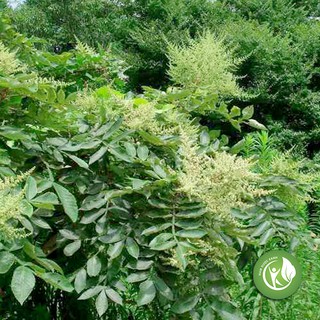 Cây Muối khô 1KG - ND188