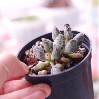Sen đá hải cẩu đốm, trứng cút
