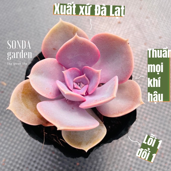 Sen đá hồng dâu SONDA GARDEN size bé 5-6cm, xuất xứ Đà Lạt, khoẻ đẹp, lỗi 1 đổi 1