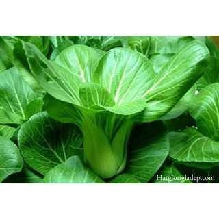 Hạt Giống Cải Chít