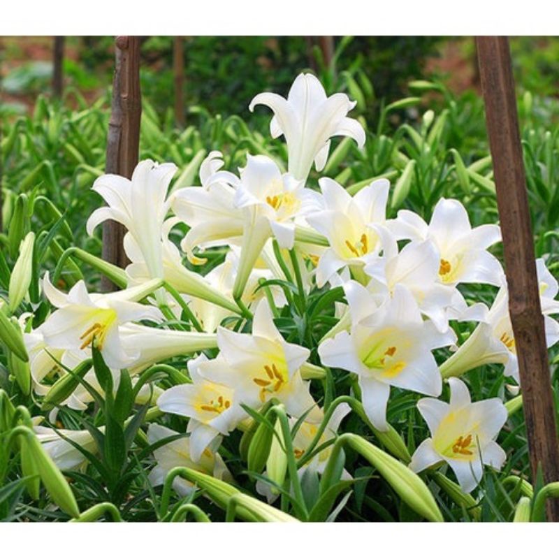 Hạt Giống Hoa Loa Kèn Lai F1 WHITE 928, dễ trồng , đóng gói 5 hạt
