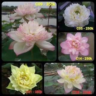 Hoa sen Thái Lan 2