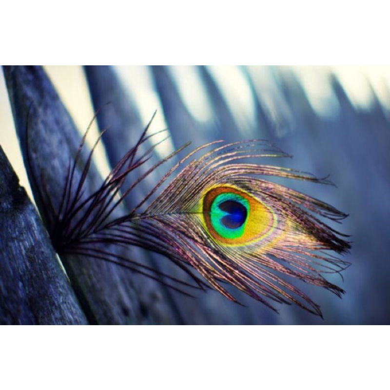 Lông công phong thủy lộc phát tự nhiên để ốp điện thoại