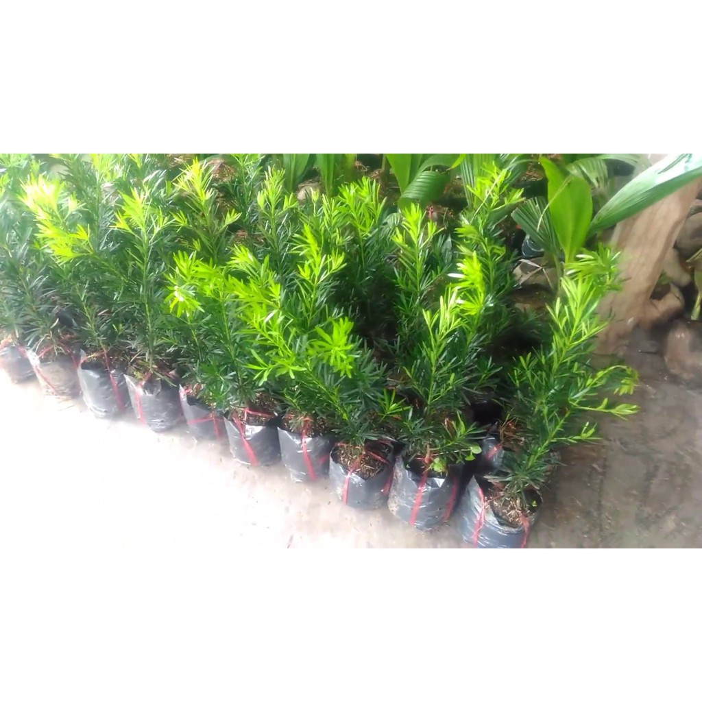 Cây Tùng la hán giống