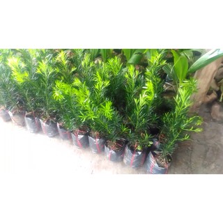 Cây Tùng la hán giống