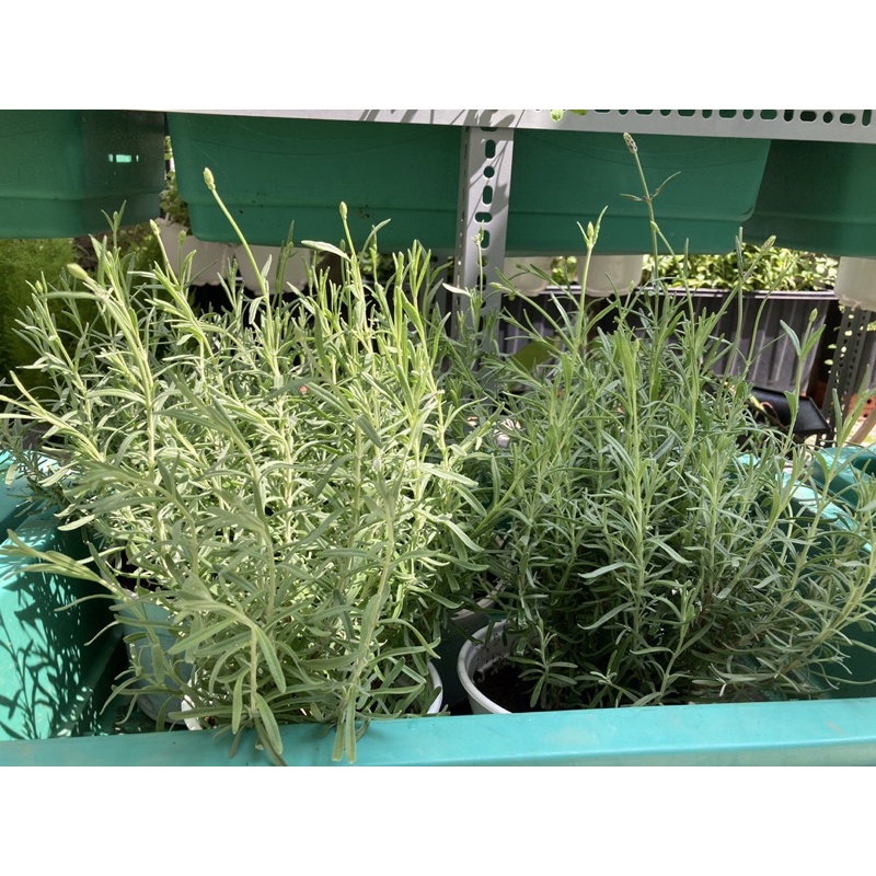 Các dòng cây hoa laveder oải hương chịu nhiệt tốt trồng được ở miền Nam kèm hướng dẫn chăm sóc - Jun Garden