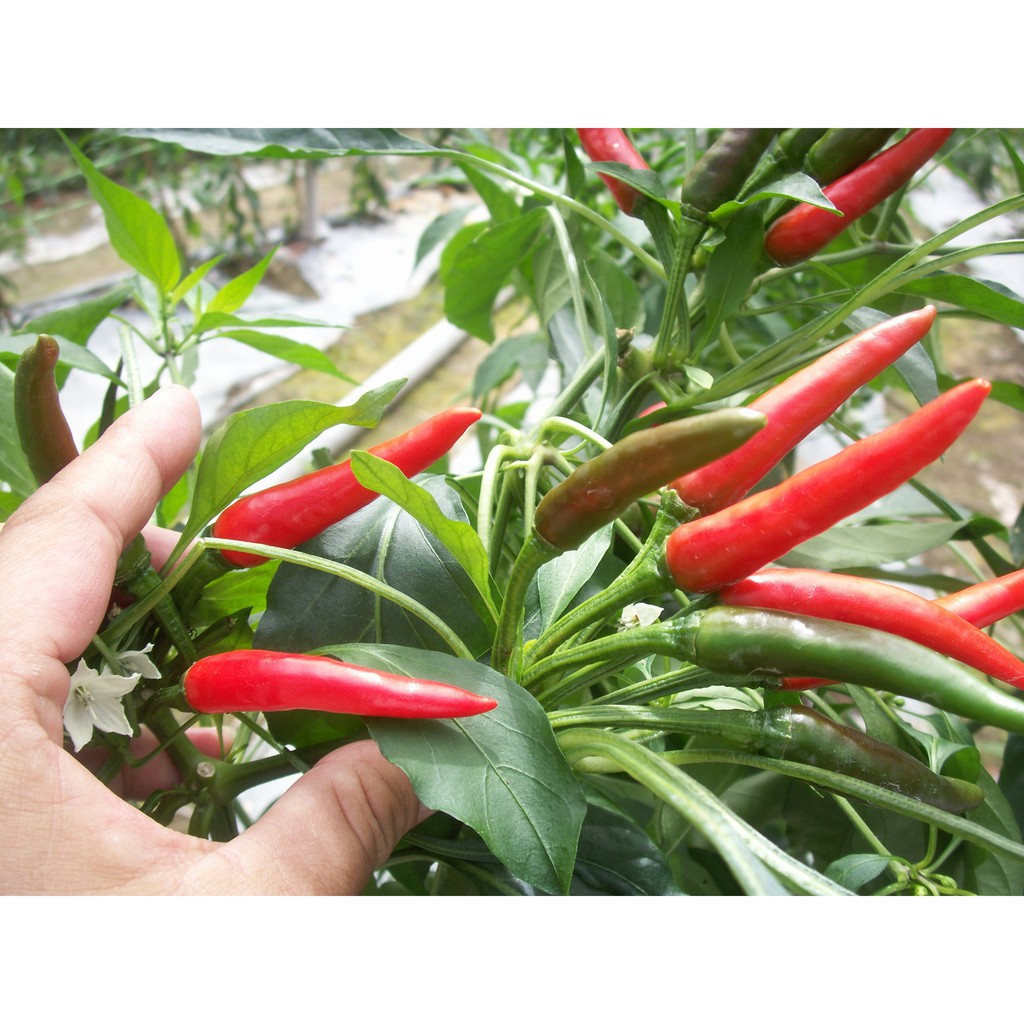 Hạt Giống Ớt Chỉ Thiên F1  - Cay Nồng Nàng ,Thơm Ngon - MUA 3 TẶNG 1 CÙNG LOẠI