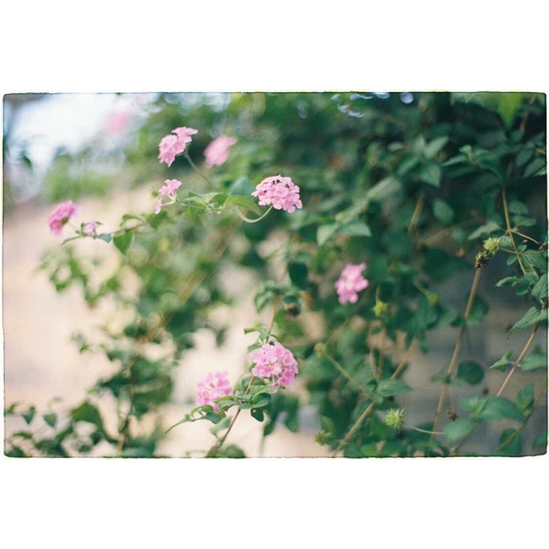 - Film 135  giá rẻ, 24 kiểu, hàng US