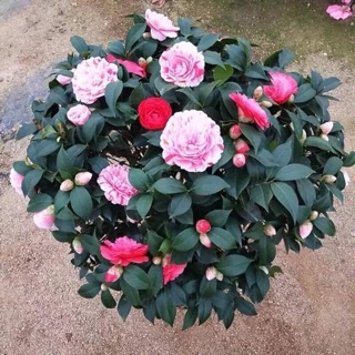 Cây giống hoa trà my