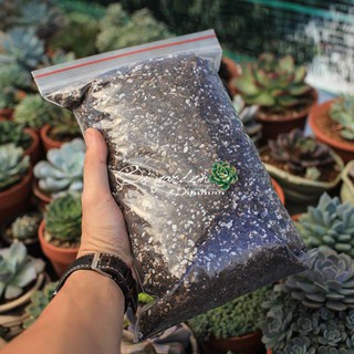 Đất trồng sen đá & xương rồng