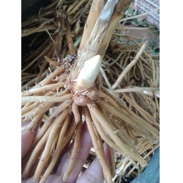 Cây giống măng tây tím