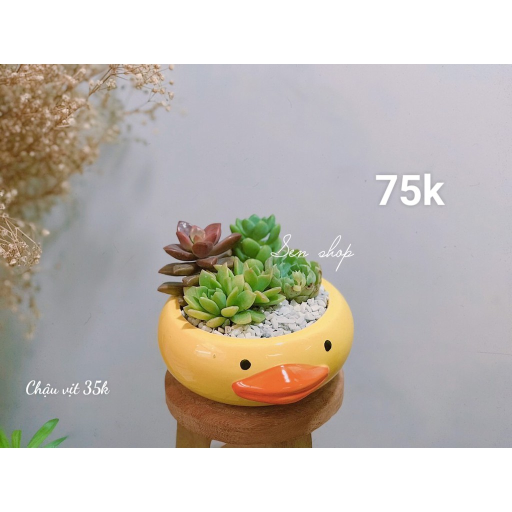 Chậu sen mix tiểu cảnh 26k-99k .