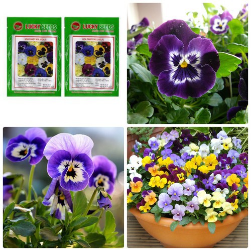 [GIÁ GỐC] Hạt giống hoa Viola mix