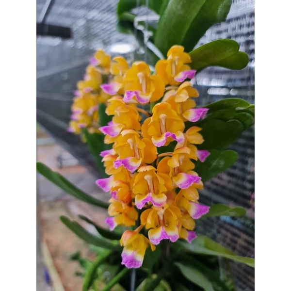 Lan Hoàng Nhạn Thái 4N Hoa Thơm