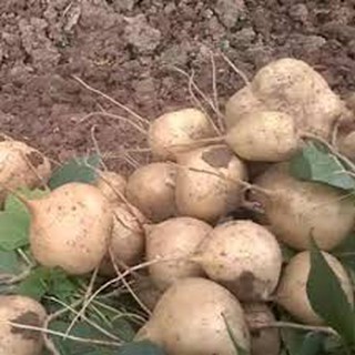 HẠT GIỐNG CỦ ĐẬU GÓI 50 HẠT