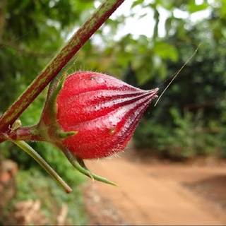 HẠT BÍ NGỌN ĂN BÔNG - GÓI 10 GRAM