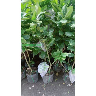 Cây Bưởi Cao 1m (chỉ giao hcm)