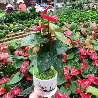 Cây hồng môn đỏ chậu sứ+lót cỏ may mắn - cây cảnh đẹp phong thủy để bàn free ship toàn quốc