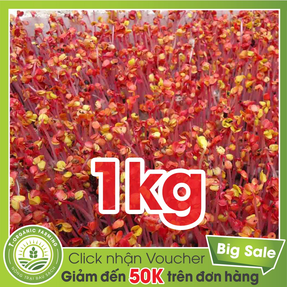 Hạt Giống Rau Mầm Củ Cải Đỏ 1kg - Bán Buôn