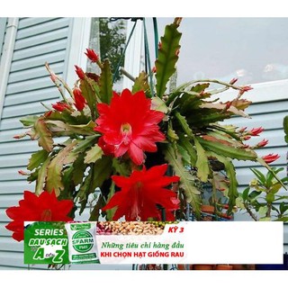 Hạt giống hoa nhật quỳnh 10 hạt
