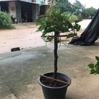 Hoa Giấy Ngũ Sắc Cây To Như Hình1,2