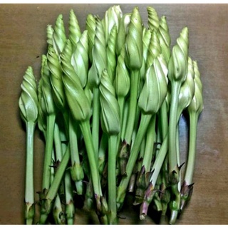 Hạt giống rau Chom chan Thái Lan