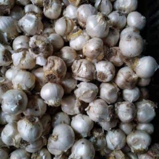 Củ hoa Puppe Hà Lan
