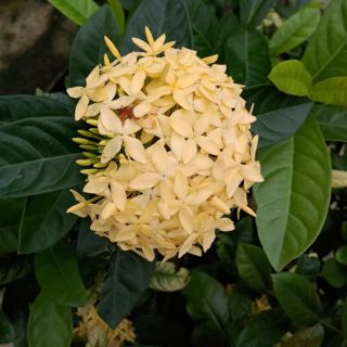 Chậu cây trang ta hoa vàng